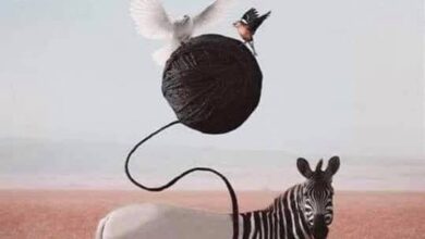 نظرية الحمار الوحشي - دولا أندراوس Zebra theory نظرية الحمار الوحشي - دولا أندراوس