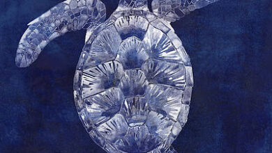 2 sea turtle shadow ii grace popp الباشقُ الذي كان ينقضّ على السلاحف (مختارات) - سيف الرحبي