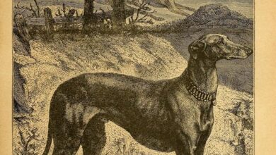 قافلة الكلاب - سماء عيسى 757b7793c5ceb87c894bfc378fabadcd قافلة الكلاب - سماء عيسى