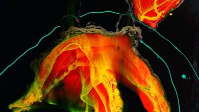 إستوريل - أحمد العشري Art Work: Adams, Elizabeth; Untitled (Orange on Brown)